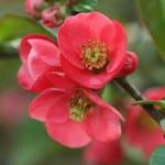 Chaenomeles japonica - Dwergkwee, Japanse sierkwee