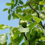 Juglans regia - Walnoot, okkernoot - Juglans regia