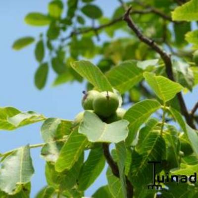 Walnoot, okkernoot - Juglans regia