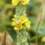 Verbascum bombyciferum - Toorts