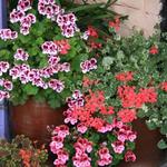 Pelargonium - Geranium