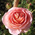 Rosa 'Abraham Darby' - Roos, klimroos