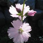 Sidalcea hybride - Griekse malva