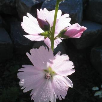 Sidalcea hybride