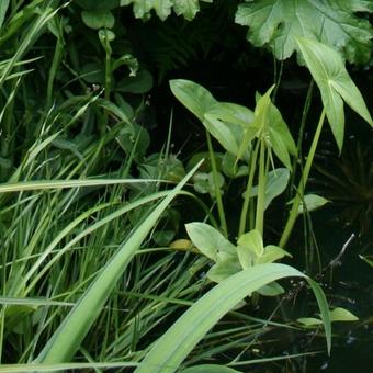 Sagittaria sagittifolia