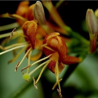 Lonicera henryi 'Copper Beauty'