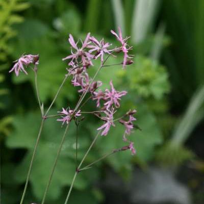 Echte koekoeksbloem - Silene flos-cuculi