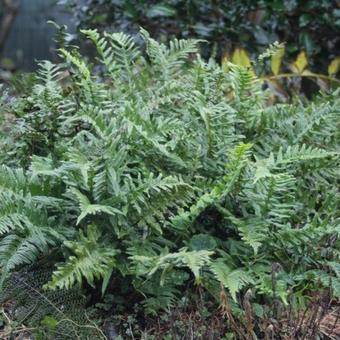 Polypodium vulgare