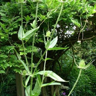 Dipsacus fullonum