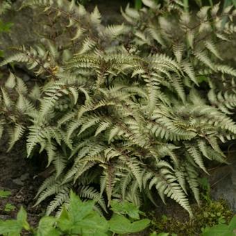 Athyrium niponicum var. Pictum