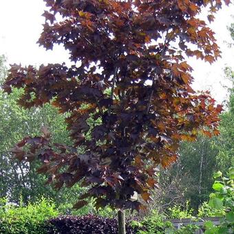 Acer platanoides 'Crimson King'