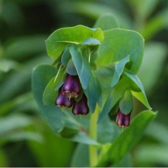 Cerinthe major 'Purpurascens'