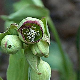 Helleborus foetidus