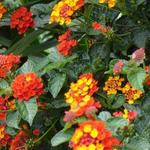 Lantana camara - Wisselbloem, Bourbontje