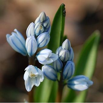 Puschkinia scilloides