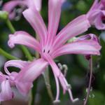 Nerine bowdenii - Kliplelie