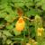 Cypripedium