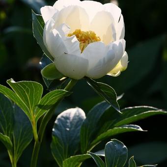 Paeonia lactiflora 'Jan van Leeuwen'