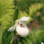 Cypripedium - Venusschoentje, Vrouwenschoentje