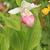 Cypripedium