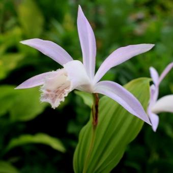 Pleione formosana