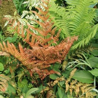 Dryopteris erythrosora