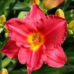 Hemerocallis (rode varieteiten) - Daglelie