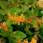 Lonicera x tellmanniana - Kamperfoelie - Lonicera x tellmanniana