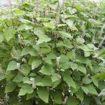 Plectranthus fruticosus - Reumaplant