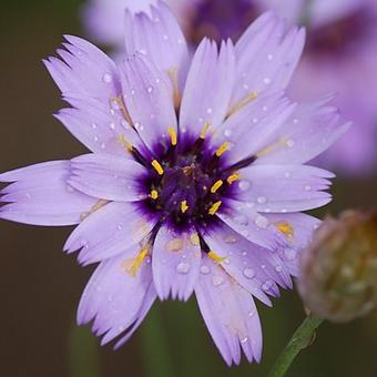 Catananche caerulea