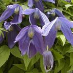 Clematis alpina 'Pamela Jackman' - Bosrank