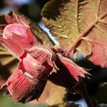 Corylus maxima 'Purpurea' - Lambertsnoot, Rode hazelaar