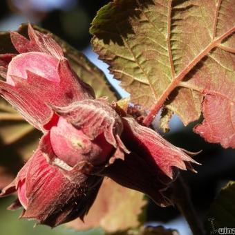 Corylus maxima 'Purpurea'