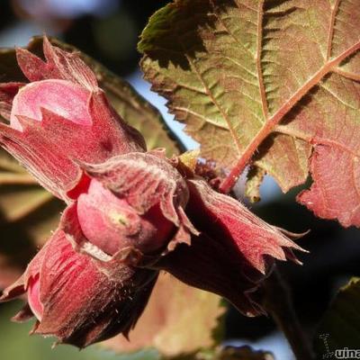 Corylus maxima 'Purpurea' - Lambertsnoot, Rode hazelaar