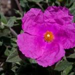 Cistus x pulverulentus  - Rotsroos