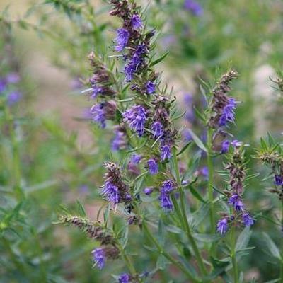 Hyssop - Hyssopus officinalis