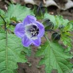 Nicandra physalodes - Zegekruid