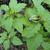 Nicandra physalodes