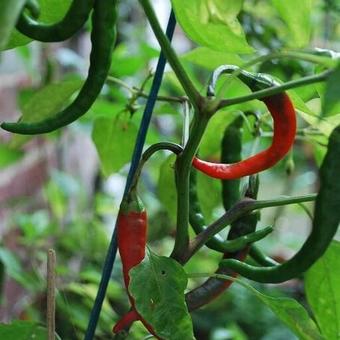 Capsicum frutescens