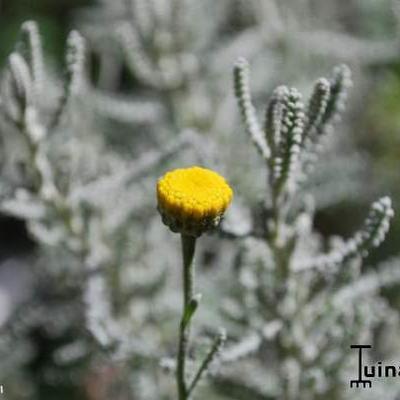 Heiligenbloem,Cipressenkruid - Santolina chamaecyparissus