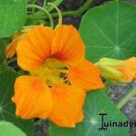 Tropaeolum majus - Oostindische kers/Capucien