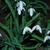 Galanthus nivalis