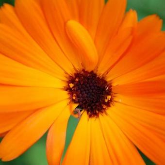 Calendula officinalis