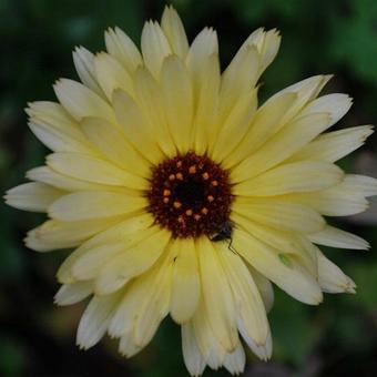 Calendula officinalis