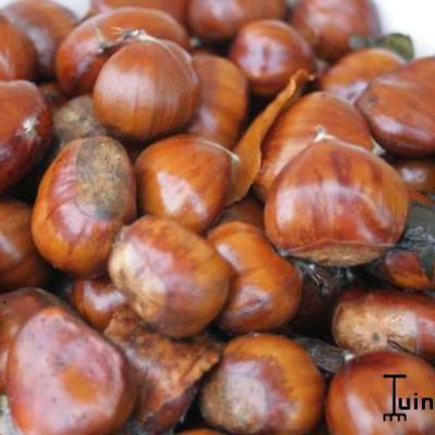 Castanea sativa - Tamme kastanje