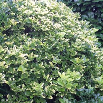 Euonymus japonicus