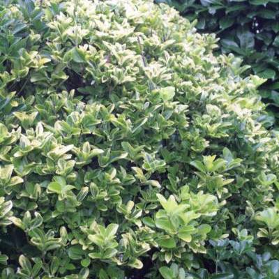 Japanse kardinaalshoed - Euonymus japonicus