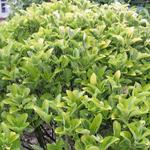 Japanse kardinaalshoed - Euonymus japonicus