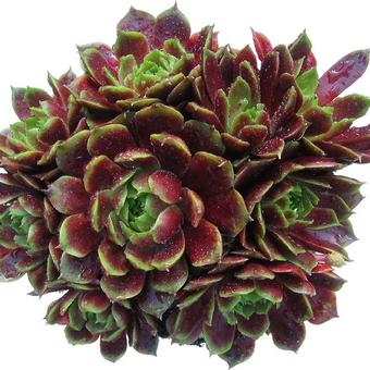 Sempervivum