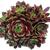 Sempervivum